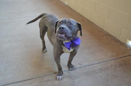 Dribbles, American Pit Bull Terrier, young, available for adoption