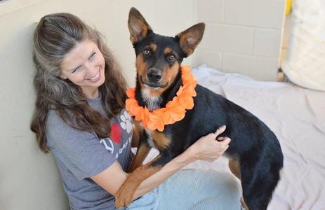 Swedish Fish, Doberman Pinscher, puppy, available for adoption