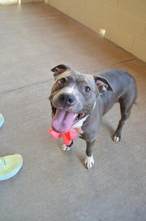 Router (In Foster), American Pit Bull Terrier, adult, available for adoption