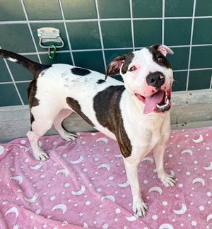 BIRDIE, American Pit Bull Terrier, adult, available for adoption