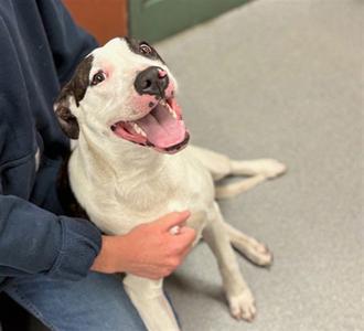 BIRDIE, American Pit Bull Terrier, adult, available for adoption