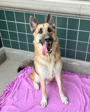 DEPUTY, German Shepherd Dog, senior, available for adoption