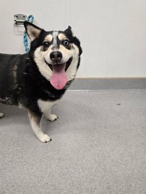 BEAR, Siberian Husky, adult, available for adoption