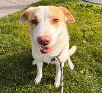 BINDI, Labrador Retriever / Australian Cattle Dog/Blue Heeler, adult, available for adoption