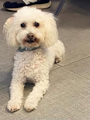 a white fluffy dog sitting on a tiled floor