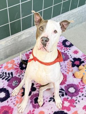 ACE, Pit Bull Terrier, senior, available for adoption