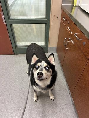 BROOKLYN, Siberian Husky, adult, available for adoption