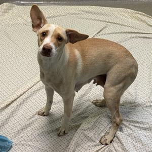 A light brown and white dog standing on a patterned blanket.
