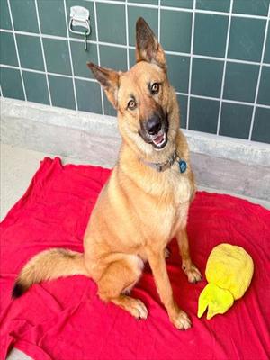 EVIE, German Shepherd Dog, adult, available for adoption