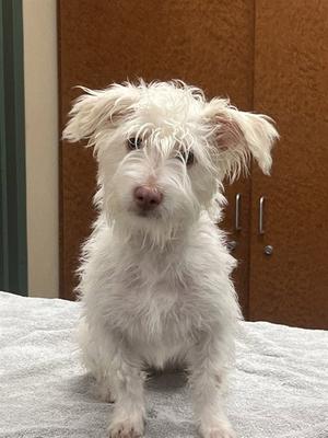 BETTY WHITE, Skye Terrier, young, available for adoption
