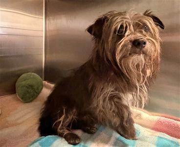 CASEY, Cairn Terrier, adult, available for adoption