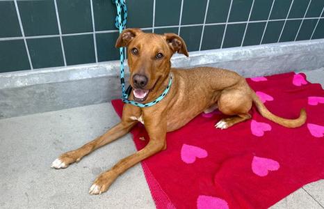 ELLIOTT, Labrador Retriever, adult, available for adoption