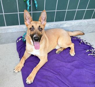 ASPEN, German Shepherd Dog, adult, available for adoption