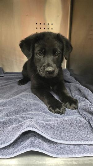 CALVIN, Labrador Retriever, puppy, available for adoption