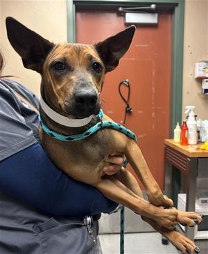 DAPHNE, Mexican Hairless, young, available for adoption