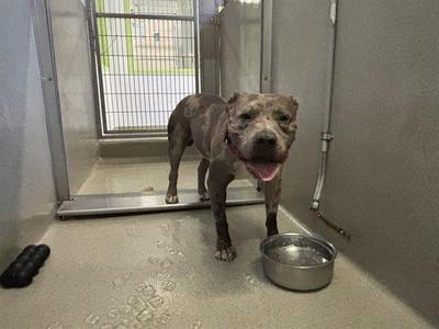 a dog standing in a kennel with a metal bowl
