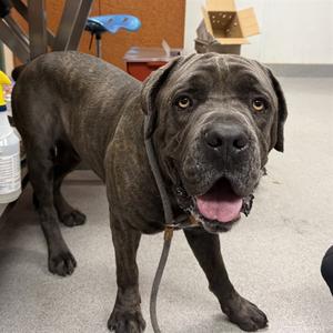 BLUE, Cane Corso Mastiff, adult, available for adoption