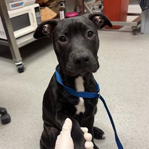 BEAU, Pit Bull Terrier, puppy, available for adoption