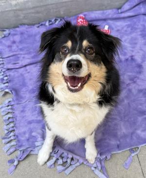 CHARLY, Australian Shepherd, adult, available for adoption