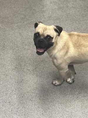 DUDLEY, Pug, adult, available for adoption