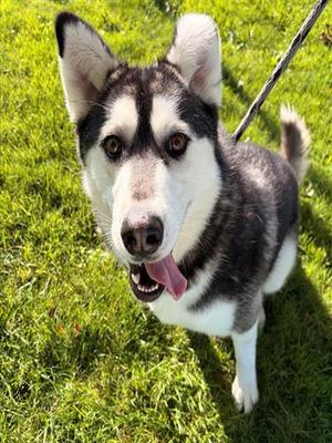 DIESEL, Siberian Husky, adult, available for adoption
