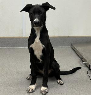 EMBER, Labrador Retriever, puppy, available for adoption