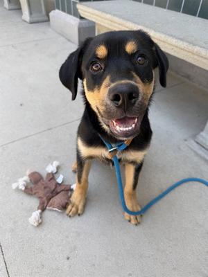 BUD, Rottweiler, young, available for adoption