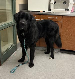 ATLAS, Newfoundland Dog, adult, available for adoption