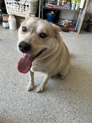 BUDDY, Siberian Husky, adult, available for adoption