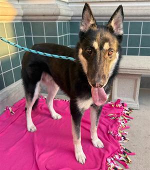 ALFIE, German Shepherd Dog, adult, available for adoption