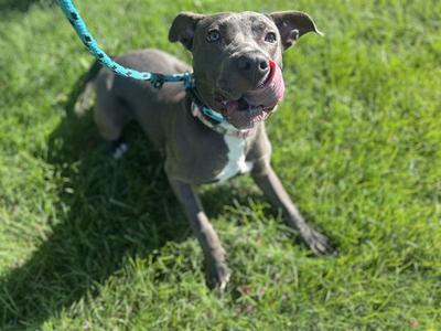 DAISY, American Pit Bull Terrier, young, available for adoption