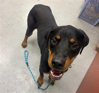 CHOPPER, Rottweiler / Doberman Pinscher, adult, available for adoption