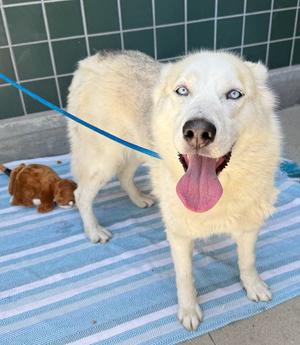 CRYSTAL, Siberian Husky, adult, available for adoption