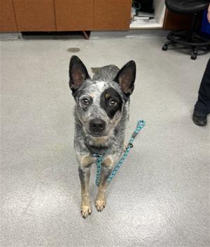 BANJO, Queensland Heeler, adult, available for adoption