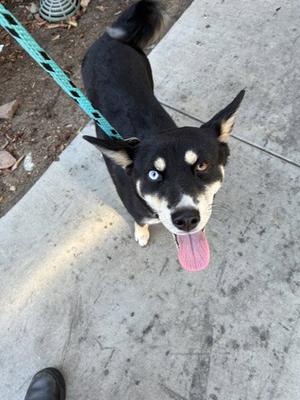 A black and white dog with blue eyes, wearing a green leash, standing on a concrete surface and looking up with its tongue out.