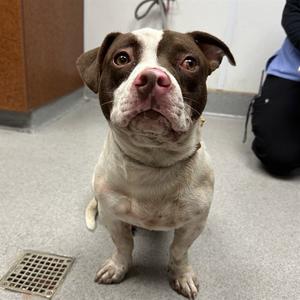 DALLAS, Staffordshire Bull Terrier, adult, available for adoption