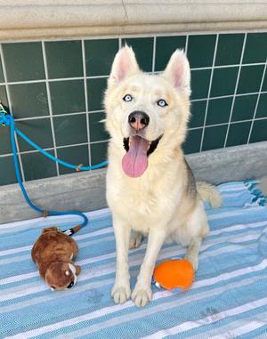 BALTO, Siberian Husky, adult, available for adoption