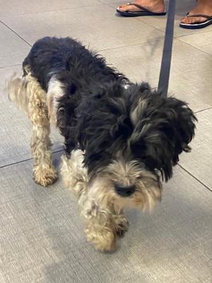 ELVIS, Maltese, senior, available for adoption