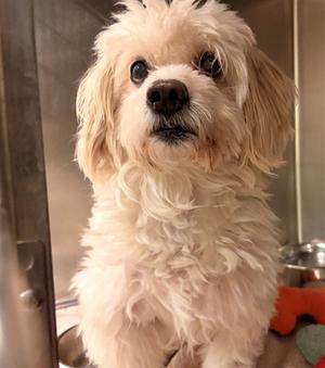 CHICO, Maltese / Poodle (Miniature), senior, available for adoption