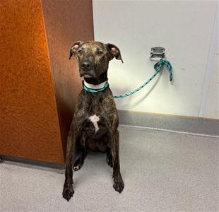 CRICKET, Pit Bull Terrier, young, available for adoption