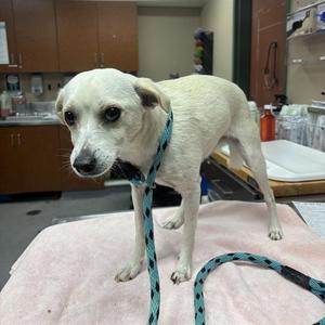 CHER, Chihuahua, adult, available for adoption