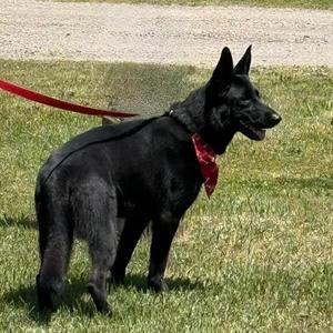 D26-040 Luna, German Shepherd Dog, adult, available for adoption