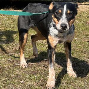 Mona, Australian Cattle Dog / Blue Heeler / Cattle Dog, adult, available for adoption