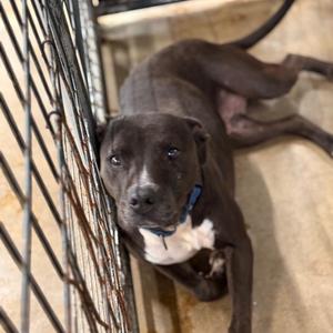 Maybeline, Pit Bull Terrier, senior, available for adoption