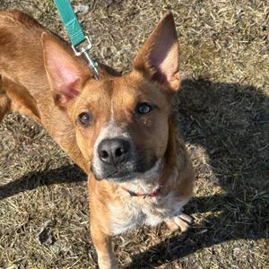 Cliff, Australian Cattle Dog / Blue Heeler / Cattle Dog, young, available for adoption