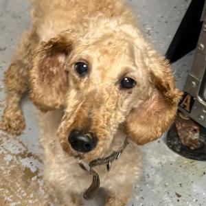 D26-048 Red, Miniature Poodle, senior, available for adoption