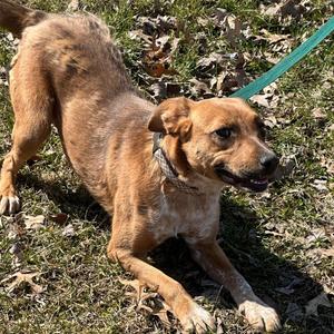 Tia, Australian Cattle Dog / Blue Heeler / Cattle Dog, adult, available for adoption