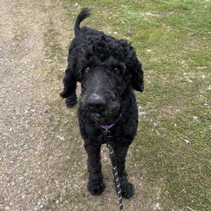 A black poodle dog with curly fur and a purple collar stands on a dirt path.