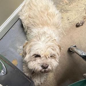 A small, fluffy, light-colored dog with brown eyes and a wet nose looks up from the floor.