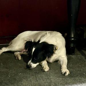 D26-049 Dory, Mixed Breed, young, available for adoption